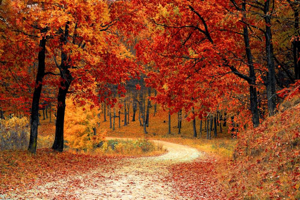 Winding dirt trail through vibrant autumn forest, trees ablaze in red and orange hues, fallen leaves creating a colorful tapestry.